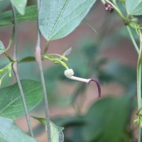 <i>Aristolochia indica</i>  L.